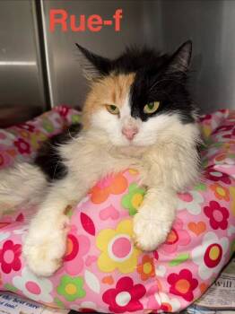 Calico and Domestic Long Hair Cats Available for Adoption in Brookhaven, Mississippi - Rue 26 | PetCurious