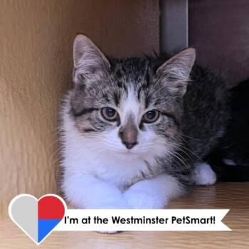 Domestic Short Hair Cats Available for Adoption in Fort Collins, Colorado - Po | PetCurious