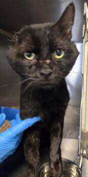 Plume -  Domestic Short Hair Cat for Adoption in Windsor, Connecticut - Plume | PetCurious