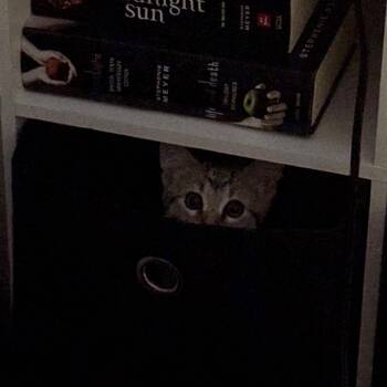 Domestic Short Hair Cats Available for Adoption - Elfy | PetCurious