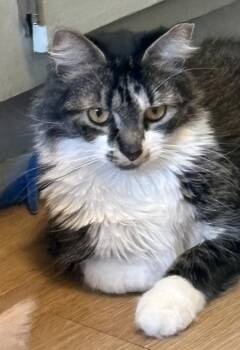 Domestic Long Hair Cats Available for Adoption in Cleveland, Ohio - Marcie | PetCurious