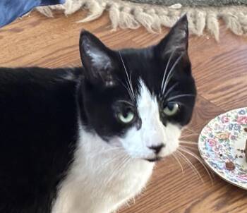 Rescue American Shorthair Cats for Adoption in Rochester, New York - Dottie | PetCurious