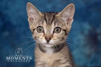 Marker -  Domestic Short Hair Cat Available for Adoption - Marker | PetCurious