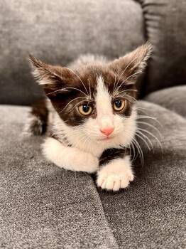 SmokeCrest -  Domestic Short Hair Cat for Adoption in Midland, Michigan - SmokeCrest | PetCurious