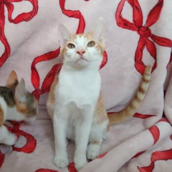 Holden -  Domestic Short Hair Cat for Adoption in Valdosta, Georgia - Holden | PetCurious