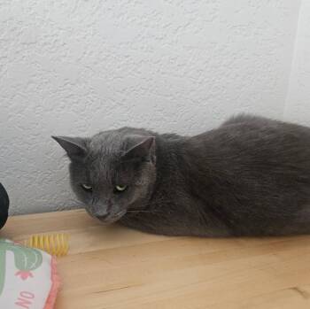 Blue -  Russian Blue Cat for Adoption in Tucson, Arizona - Blue | PetCurious