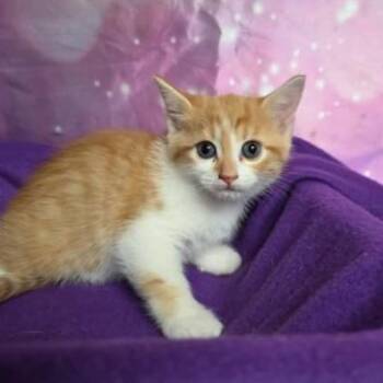 Copper -  Domestic Short Hair Cat for Adoption in Fort Collins, Colorado - Copper | PetCurious