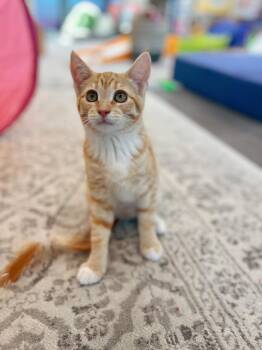Frodo -  Domestic Short Hair Cat for Adoption in Courtenay, British Columbia - Frodo | PetCurious