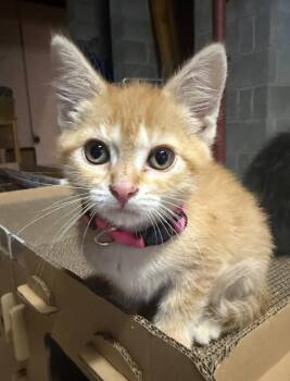 Betty -  Domestic Short Hair Cat for Adoption in Grand Rapids, Minnesota - Betty | PetCurious