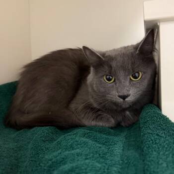 Domestic Short Hair Cats Available for Adoption - Stitch | PetCurious