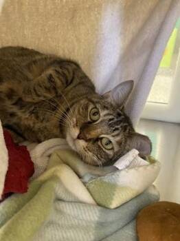 Domestic Short Hair Cats Available for Adoption in Kansas City, Missouri - Charli Xcx | PetCurious