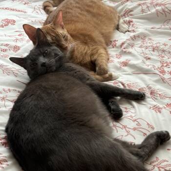 Rescue Domestic Short Hair Cats for Adoption - Kona And Cowboy | PetCurious