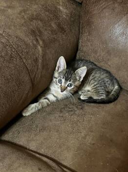 Bottle Feeder 1 -  Tabby Cat Available for Adoption in Snyder, Texas - Bottle Feeder 1 | PetCurious
