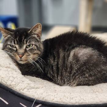 Rescue Domestic Short Hair Cats for Adoption in Fairmont, West Virginia - Gladis | PetCurious
