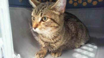 A1265539 -  Domestic Short Hair Cat for Adoption in Charlotte, North Carolina - A1265539 | PetCurious
