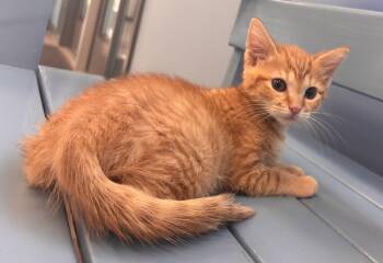 Cap -  Tabby and Domestic Short Hair Cat for Adoption in Georgetown, Kentucky - Cap | PetCurious