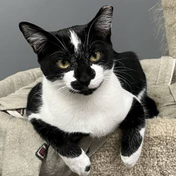Rescue Domestic Short Hair Cats for Adoption in Brighton, Michigan - Yang (Mini Moo) | PetCurious