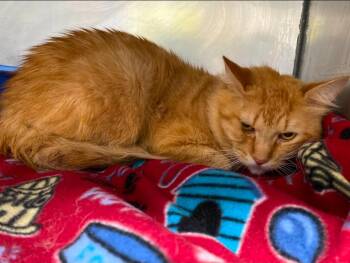 Domestic Medium Hair Cats Available for Adoption in Wabash, Indiana - Tigger | PetCurious