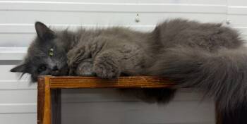 Maleficent -  Domestic Long Hair Cat for Adoption in Lagrange, Indiana - Maleficent | PetCurious