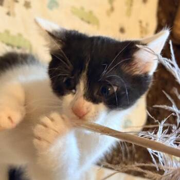 Dumpling -  Domestic Short Hair Cat for Adoption in Portland, Oregon - Dumpling | PetCurious