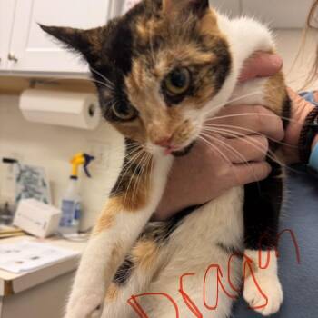Dragon -  Domestic Short Hair Cat for Adoption in Gloucester, Virginia - Dragon | PetCurious