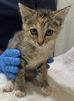 Chloe -  Domestic Short Hair Cat for Adoption in Honolulu, Hawaii - Chloe | PetCurious