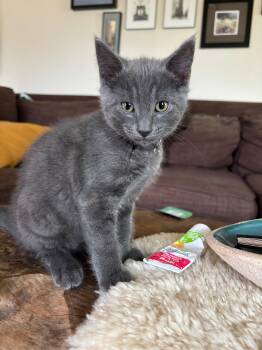 Sesame -  Russian Blue Cat Available for Adoption in Beaverton, Oregon - Sesame | PetCurious