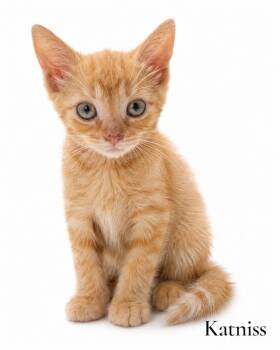 Katniss -  Domestic Short Hair Cat for Adoption in Stevensville, Michigan - Katniss | PetCurious