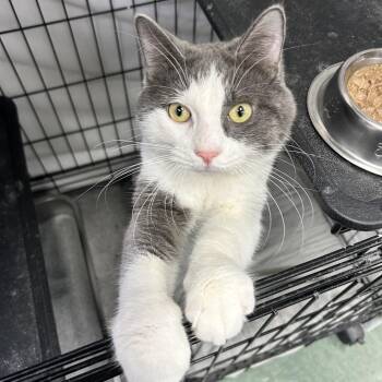 Hisston -  Domestic Short Hair Cat for Adoption in Mokena, Illinois - Hisston | PetCurious