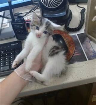 NECRONOMICAT -  Domestic Short Hair Cat for Adoption in Louisville, Kentucky - NECRONOMICAT | PetCurious