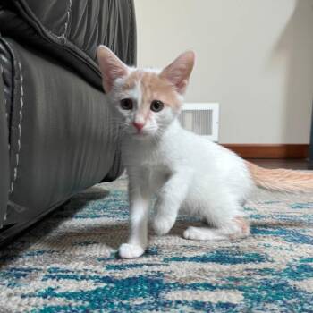 Rise of the Resistance -  Domestic Short Hair Cat for Adoption in Parkersburg, West Virginia - Rise Of The Resistance | PetCurious