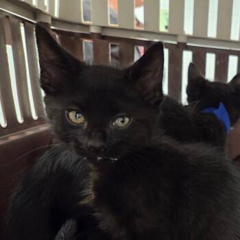 Daeron -  Domestic Short Hair Cat for Adoption in Chattanooga, Tennessee - Daeron | PetCurious