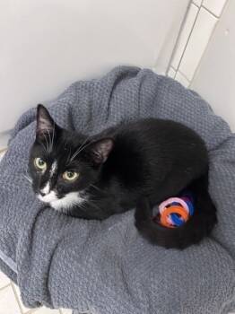 Rescue Domestic Short Hair Cats for Adoption in Chamblee, Georgia - Piglet | PetCurious