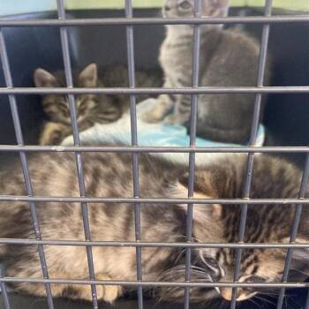 Penne -  Domestic Short Hair Cat for Adoption in Long Beach, California - Penne | PetCurious