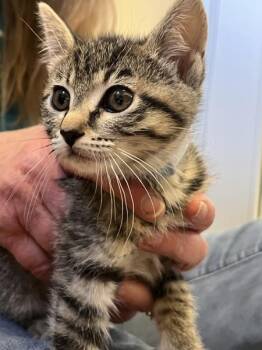 Susan -  Domestic Short Hair Cat for Adoption in Salinas, California - Susan | PetCurious