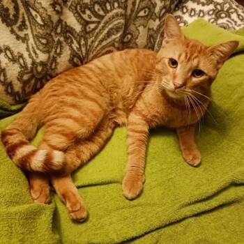 Rescue Domestic Short Hair Cats for Adoption in Bismarck, North Dakota - Carrot Top | PetCurious