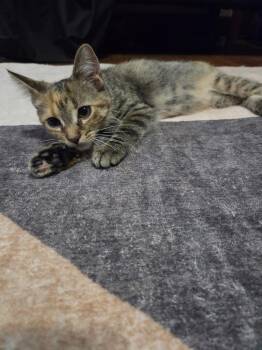 Peacock -  Domestic Short Hair Cat for Adoption in Lincoln Park, Michigan - Peacock | PetCurious