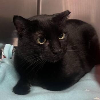 Miranda -  Domestic Short Hair and Mixed Breed Cat for Adoption in Spokane, Washington - Miranda | PetCurious