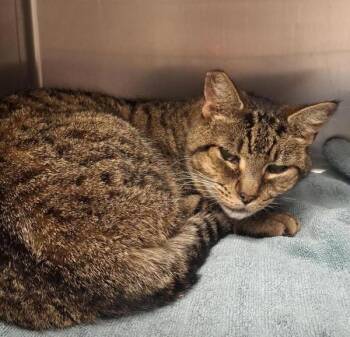 Harold -  Domestic Short Hair Cat for Adoption in Vancouver, Washington - Harold | PetCurious