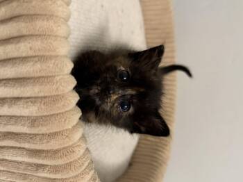 Di Maria -  Domestic Short Hair Cat for Adoption in Fruit Heights, Utah - Di Maria | PetCurious