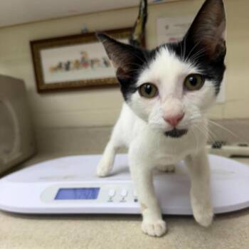 Dump truck 26-09-066 -  Domestic Short Hair Cat for Adoption in Bastrop, Texas - Dump Truck 26-09-066 | PetCurious