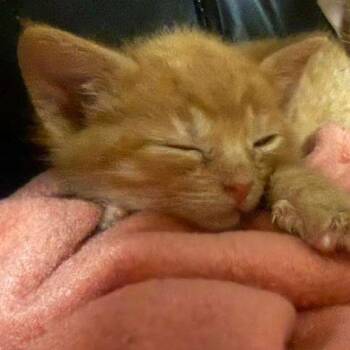 Julius -  Domestic Short Hair Cat Available for Adoption in Winchester, Virginia - Julius | PetCurious
