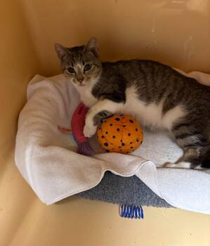 Domestic Short Hair Cats Available for Adoption in Windsor, Connecticut - 2026-17 Cleo Park | PetCurious