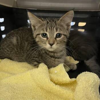 BOXIE -  Domestic Short Hair Cat for Adoption in Tallahassee, Florida - BOXIE | PetCurious