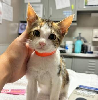 Astrid -  Domestic Short Hair Cat for Adoption in Oakland, California - Astrid | PetCurious