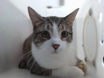 HISTORY -  Domestic Short Hair Cat for Adoption in Albuquerque, New Mexico - HISTORY | PetCurious