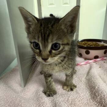Domestic Short Hair Cats Available for Adoption in Buchanan Dam, Texas - Tilly | PetCurious
