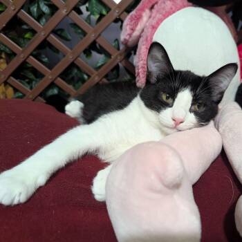 Goose -  Tuxedo Cat for Adoption in Grand Rapids, Michigan - Goose | PetCurious