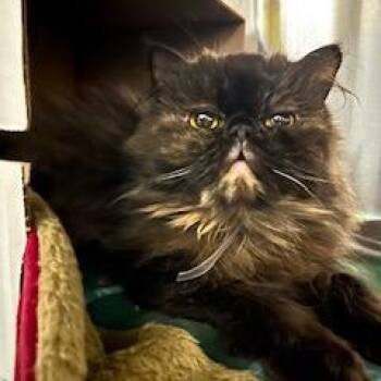 Persian Cats Available for Adoption - Grace O