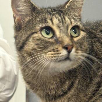 Rescue Domestic Short Hair Cats for Adoption in Fredericton, New Brunswick - Olivia | PetCurious